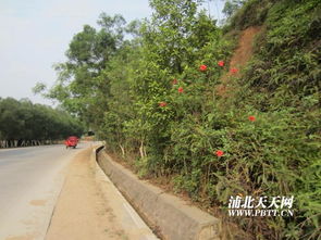 公路两边的植物，为何如此多样？