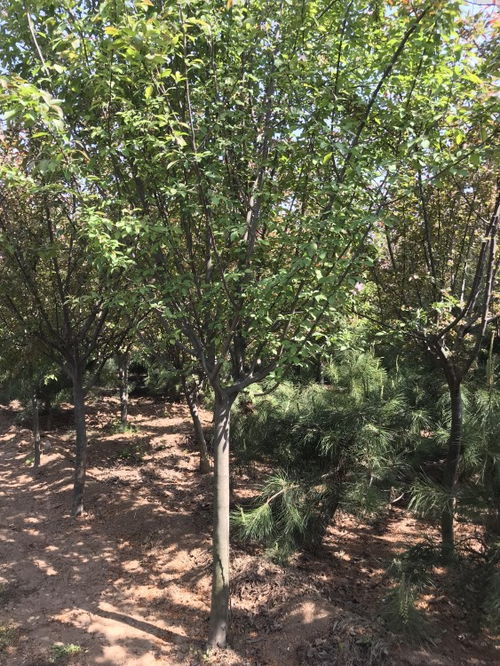 北美海棠价格揭秘：6公分的小树苗多少钱一株？