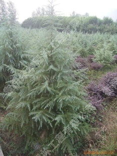 市场上的雪松苗，就像是一道风景线