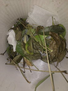 招财树叶子掉光，如何挽救