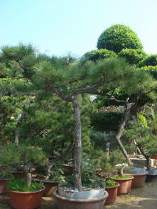 松树苗的选购与培育小贴士