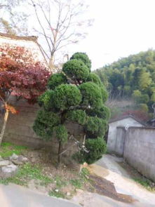 黑松的图片欣赏