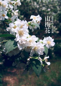 赏花攻略， 新手必备