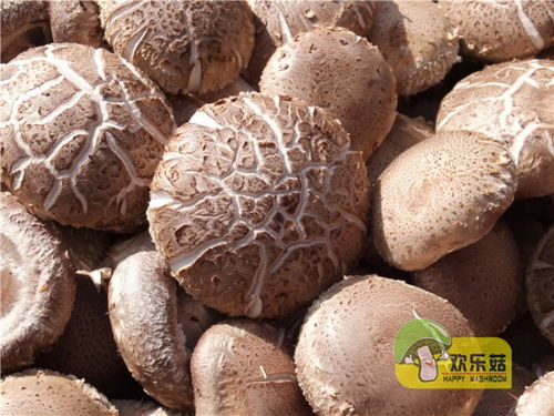 香菇的历史与价值