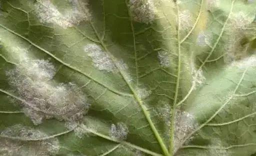 化学药物，用还是不用？