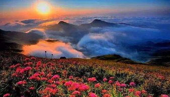 甘棠象征坚韧与美好，探寻其象征之旅