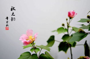 茶花开后为何掉落？谜底揭晓