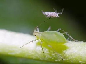 木槿生蚜虫，如何有效清除