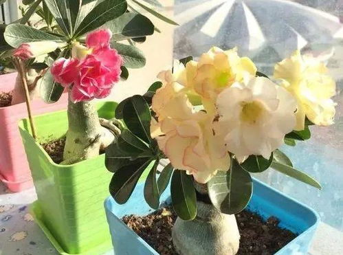 长春街头抄作业， 冻死薰衣草的教训