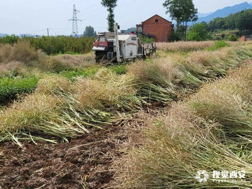 5.5万亩油菜长势良好，正值丰收季节