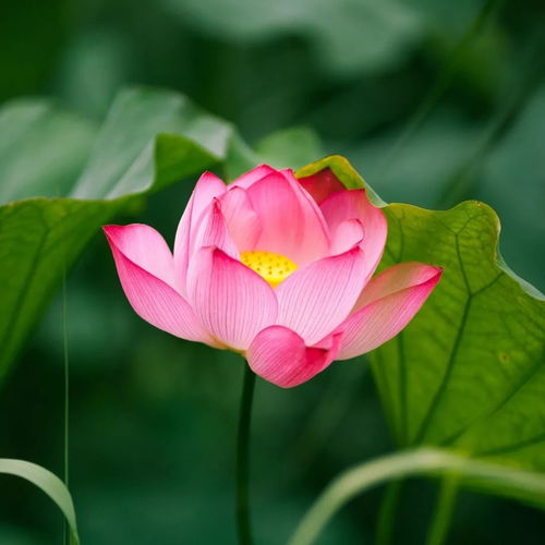 荷花与荷叶的关系