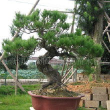 为什么有的雪松盆景这么贵？