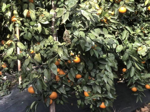 沃柑种植，肥料农药怎么搭？产量品质双提升！