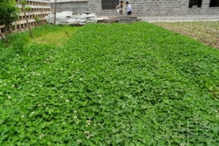 淮河治理的“三层立体种植法”