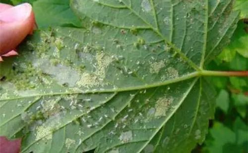 20%氟啶虫酰胺水分散粒剂：多面手， 应对自如