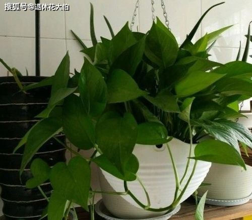 绿箩剪枝种植，最佳季节是何时