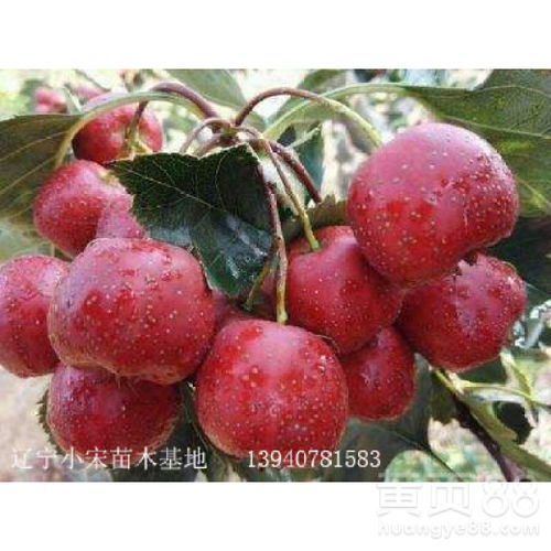 大果山楂价格波动，一斤多少钱取决于产地和品质