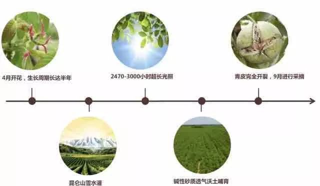 黄柄锤舌菌：形态生长解析