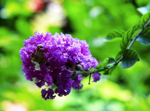 分辨紫花品种的小技巧