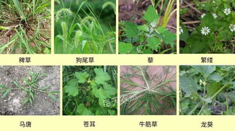 双草醚和呲嘧磺隆对荷叶和阔叶草的除草效果如何？