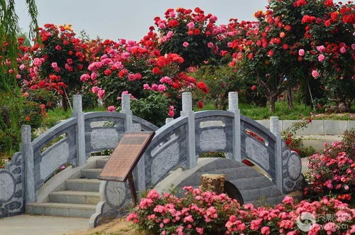 畅游南阳时怎么认识名品大花月季的特色？