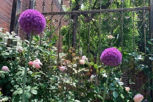 播种繁殖大花葱， 步骤是这样的