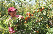 山东果农的啤酒浸泡法，杏树的发芽新招