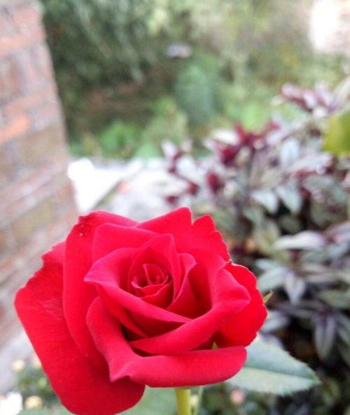 月季花新种养护，如何让花朵绽放更艳丽
