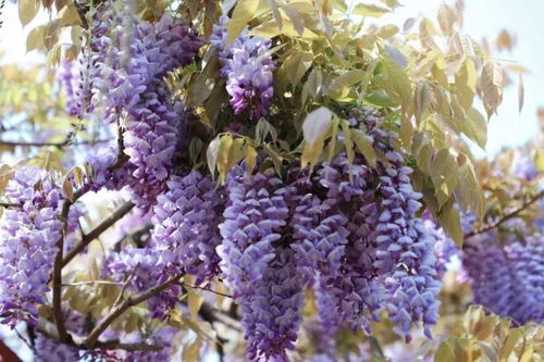 种植紫藤花的快乐时光