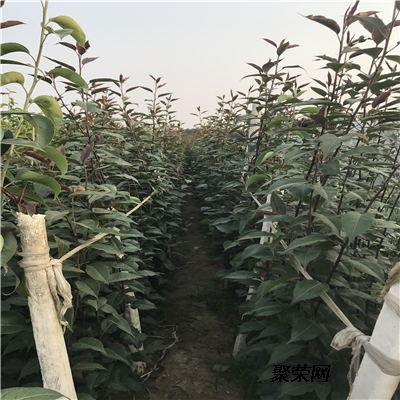 茶油树种植全攻略：如何高效培育您的油茶基地？