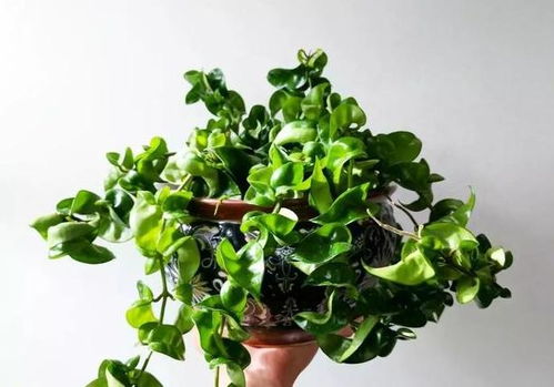 还有那些美丽的存在