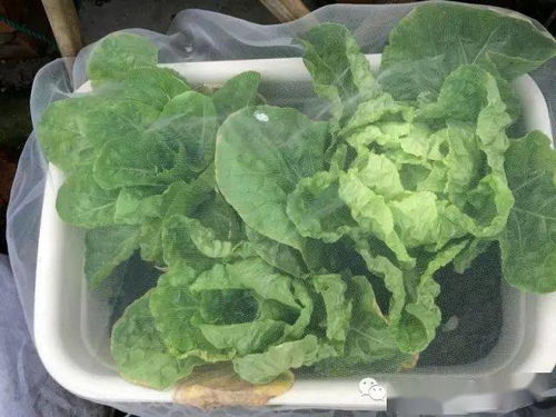 四季豆：产量高的“绿巨人”