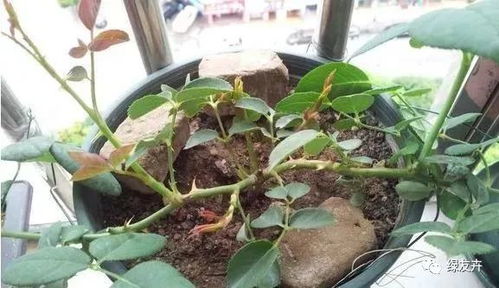 问题二：阳光不足，花儿蔫了