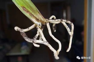 快刀乱麻叶子怎么下来？一拆解