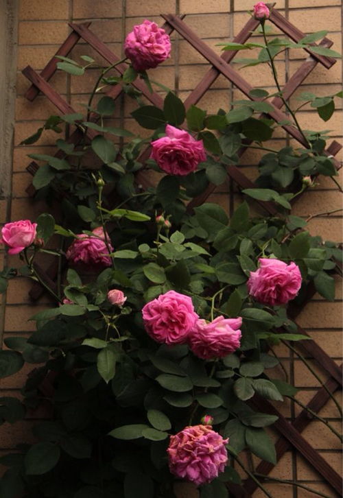 巧克力泡泡月季的独特花瓣颜色揭秘