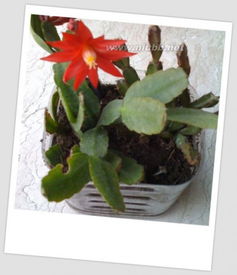 花开花落，时辰讲究