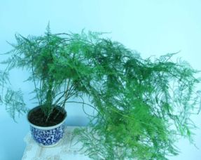 文竹怎么养才能高大旺盛？