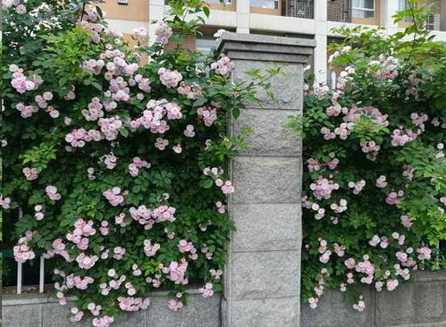 季节交替的美丽