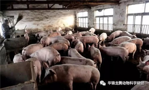 养猪人好奇：猪为何不患脂肪肝、糖尿病