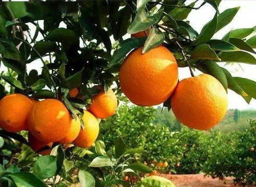 脐橙病害防治， 多菌灵喷洒时机揭秘