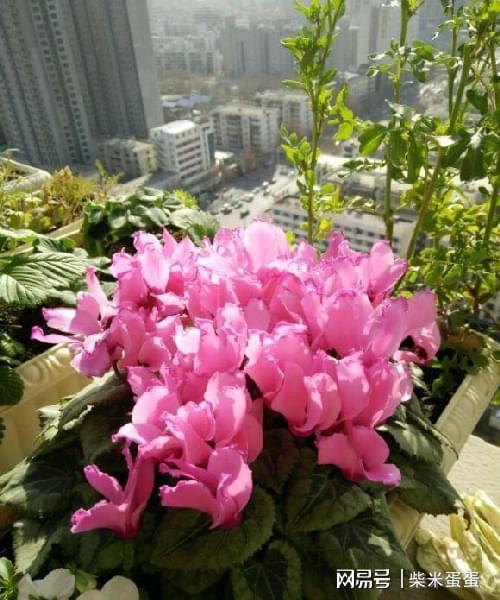 千日红如何正确浇水养护才能保证其开花鲜艳且花期延长