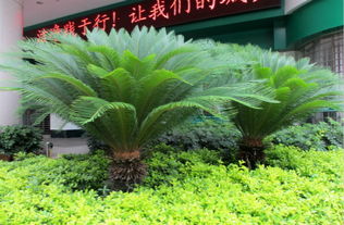 铁树肥料精选指南：打造完美铁树的营养秘诀