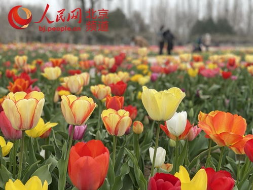 2. 玉兰花——四季常青的美丽使者