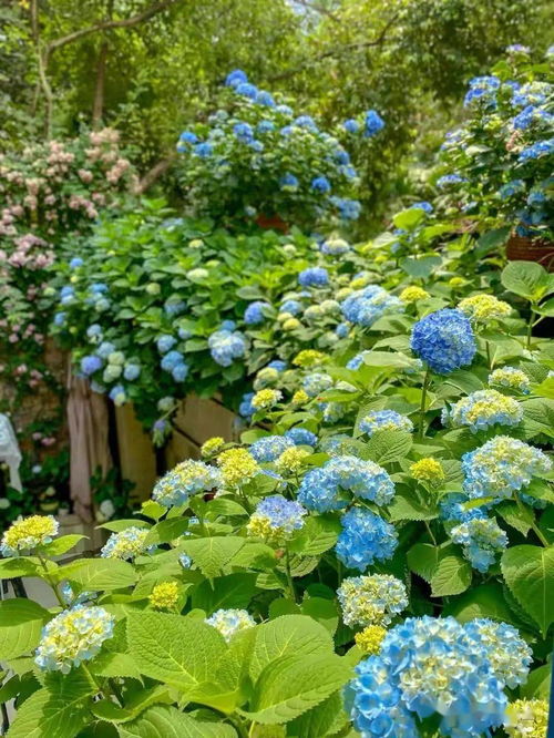 蓝雪花：蓝天的信使