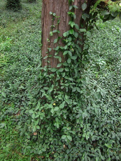 攀援植物与蔓生植物，傻傻分不清楚？来听听老李的闲聊