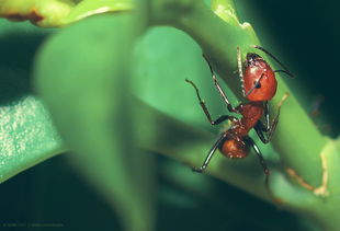 山东生态农场：创新方案减少化学药剂用量