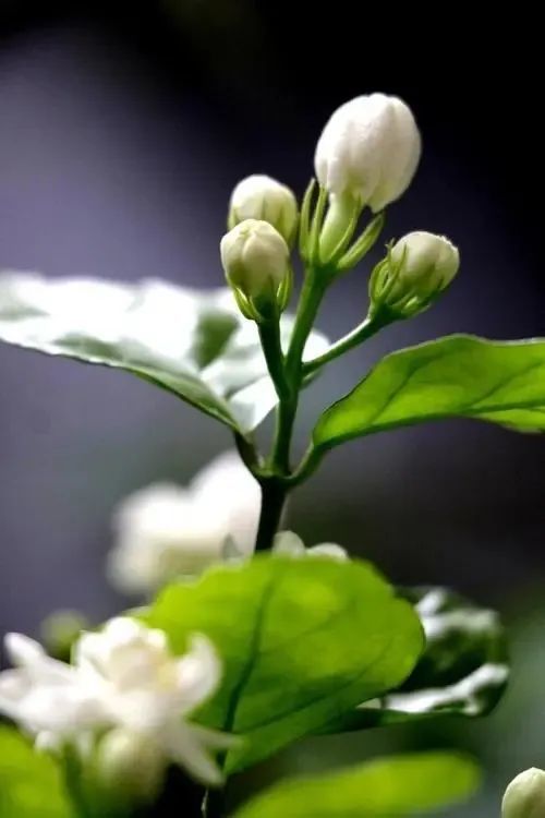 揭秘：茉莉花最佳种植时机，让您的花园绽放芬芳！