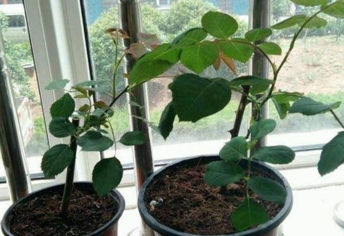 五针松小知识：你了解多少？