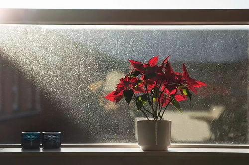 冬季阳台种花推荐