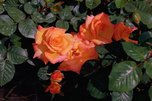 四季绽放， 浪漫不止